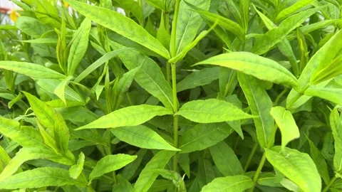 Top view of dense vibrant green plant foliage Видео 346164496