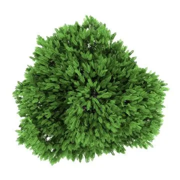 Top view of desert false indigo bush isolated on white background Stock Illustration