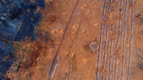Top view of destructed forest Stock Footage 93184778
