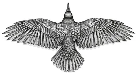 Top view of a detailed crow in flight, wings spread wide, intricate feather.. Stock Illustration