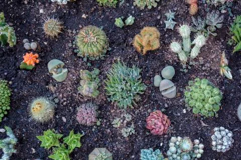 Top view of different Cactus species on flower bed Stock Photos