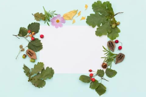 Top view on different plants, nuts and flowers on turquoise wooden background Stock Photos