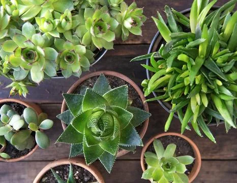 Top view on different succulente plants in terracotte pots on wooden plank .. Stock Photos
