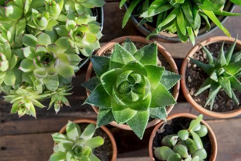 Top view on different succulente plants in terracotte pots on wooden plank .. Stock Photos