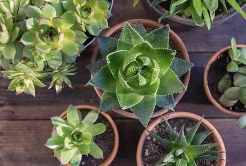 Top view on different succulente plants in terracotte pots on wooden plank ba Stock Photos