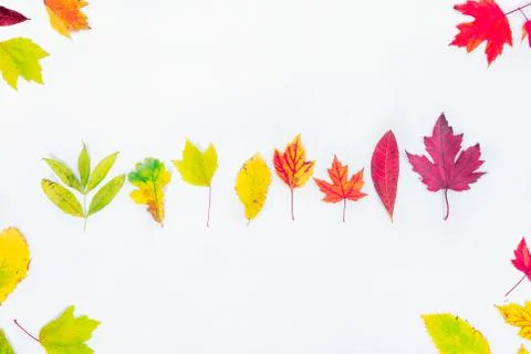 Top view Different types of tree fall leaves in a row gradient from green to Stock Photos