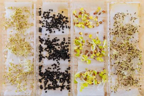 Top view of different varieties of germinated organic seeds for growing micro Stock Photos