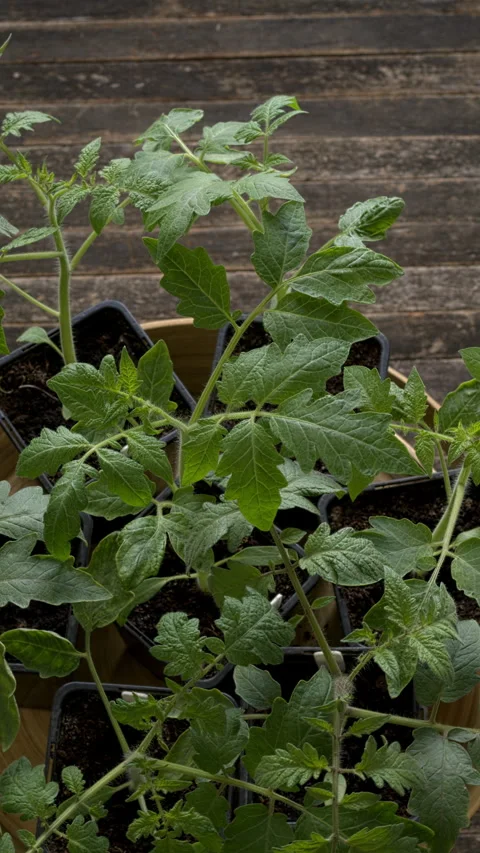 Top view of different varieties of tomato seedlings. Vertical video. Stock Footage 308791830