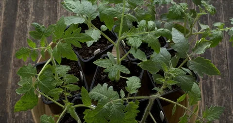 Top view of different varieties of tomato seedlings. Stock Footage 308791849