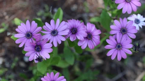 Top view of Dimorphotheca ecklonis, also known as Cape marguerite Stock Footage 309022694