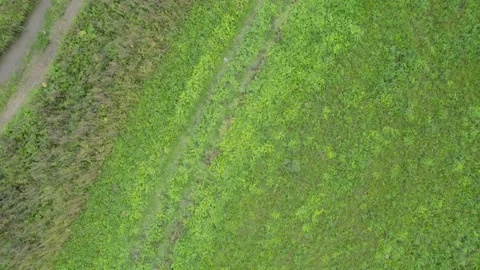 Top view of a dirt road with grass and flowers in a field after rain forest in t Stock Footage 159580985