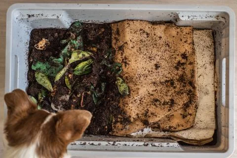 Top view of a dog looking down into a DIY worm farm composting bin Фото