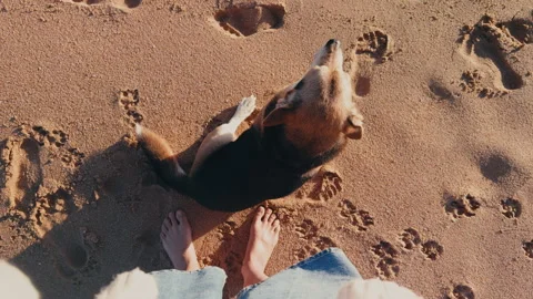 Top view of dog sitting beside owner on sandy beach. 스톡 동영상 337317513