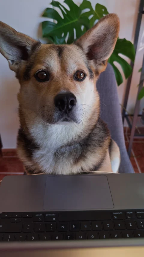 Top View of Dog Working at Laptop in Organized Workspace Vídeo Stock 340577392