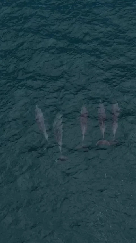 Top view of dolphins in an ocean Stock Footage 300649713