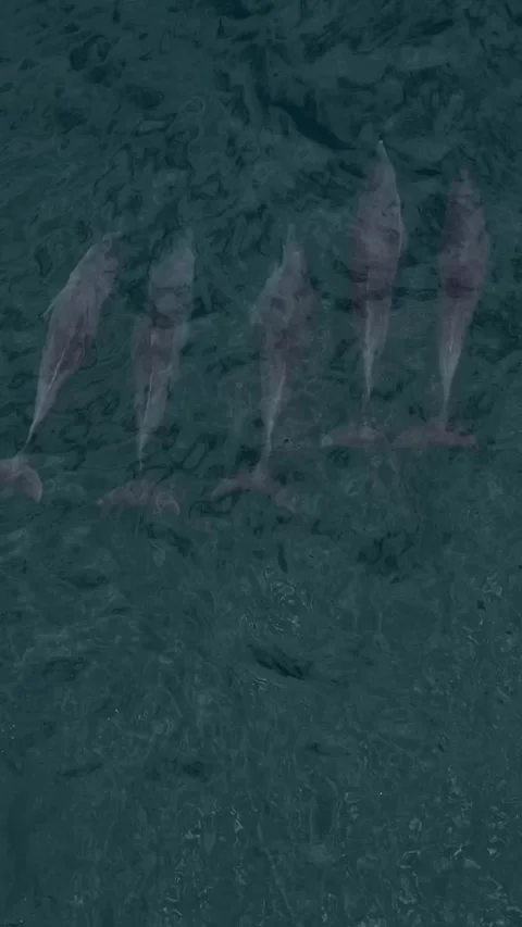 Top view of dolphins in an ocean Stock Footage 300649724