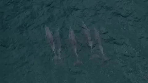 Top view of dolphins in an ocean Stock Footage 300650984