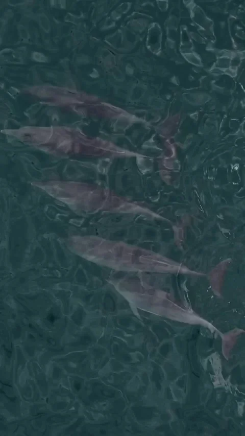 Top view of dolphins in an ocean Stock Footage 300651108
