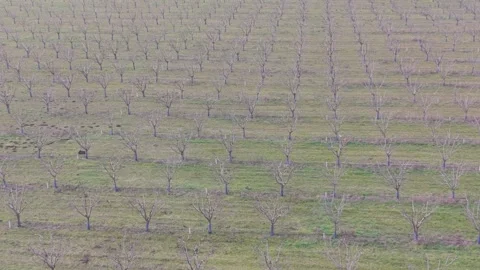 Top View of Dormant Orchard Trees in Winter Stock Footage 328827984