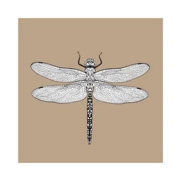 Top view of dragonfly with transparent wings, isolated sketch illustration Stock Illustration