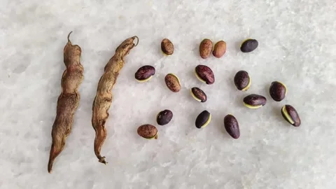 Top view of dried brown bean pods and organic speckled seeds Stock Footage 327858622