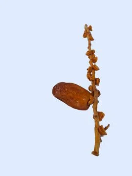 Top view of dried dates fruit with stem isolated on white background 스톡 사진