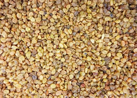 Top view of dried Stock-Fotos