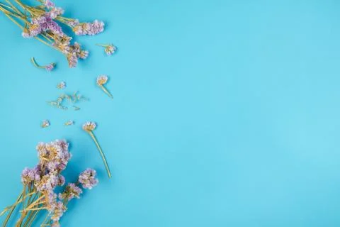 Top view of dried  violet statice flower on blue background Stock Photos