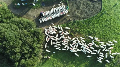 Top View Drone Aerial of a Herd of Sheep Grazing on Green Meadow. Italy Stock Footage 172292483