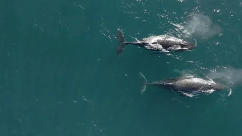 Top view drone aerial two humpback whales surfacing in turquoise ocean 動画素材 137492879