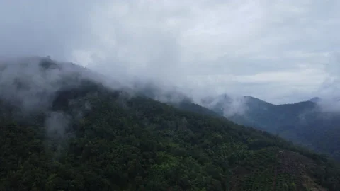 Top view from drone of beautiful mountain tropical forest during winter Stock Footage 222456912