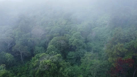 Top view from drone of beautiful mountain tropical forest during winter Vídeo Stock 222457126
