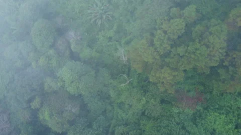 Top view from drone of beautiful mountain tropical forest during winter Stock Footage 222459732
