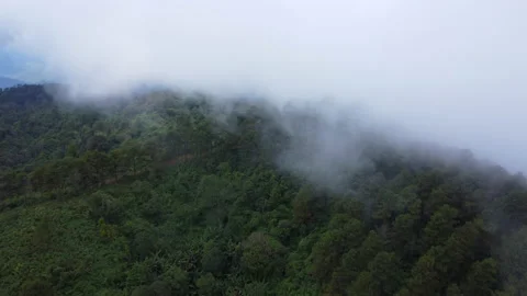 Top view from drone of beautiful mountain tropical forest during winter 動画素材 222482221