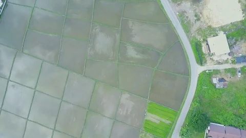 Top view from drone of the beautiful paddy fields with velvet green young sprout Video stock 79513923