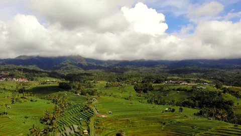 Top view from drone of the beautiful paddy fields with velvet green young sprout Stock Footage 128393360