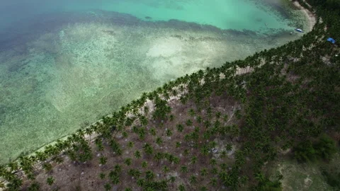 Top view from drone on Coconut beach in palm trees in the Philippines Stock Footage 275164571