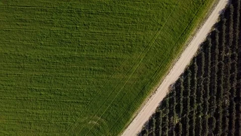 Top view from drone on field with green grass, and olive trees Stock Footage 118863380