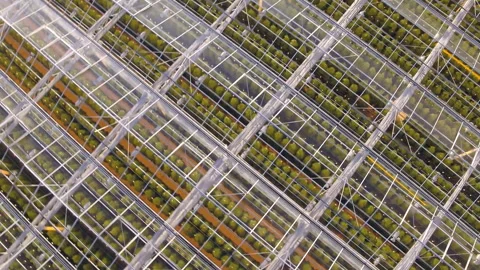 Top view drone flies over transparent roof of huge modern greenhouse through Stock Footage 262164900
