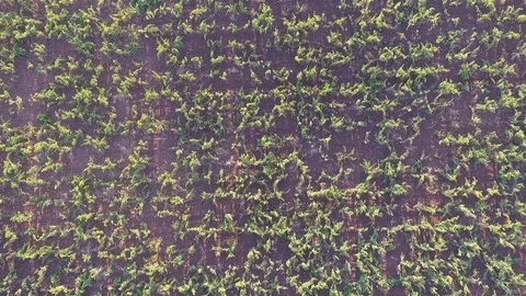 Top view drone flight over vine trees Stock Footage 73740398