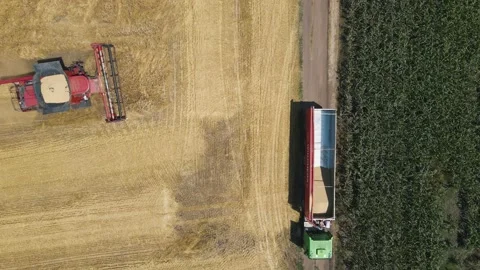 Top view drone flight over a wheat field with a combine harvesting wheat and a Stock Footage 156553976