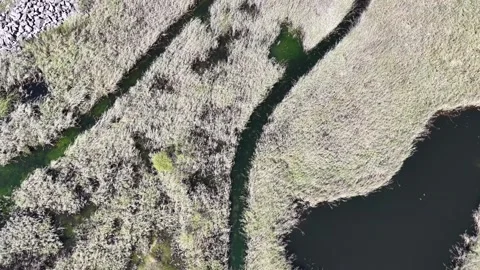 Top View Drone Flight Over Marshland Stream – 4K Stock Footage 318997156