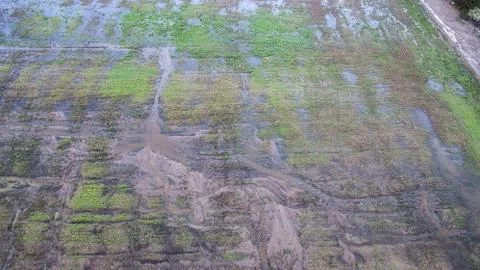 Top view with the drone of flooded fields and river overflowed after a severe Foto stock