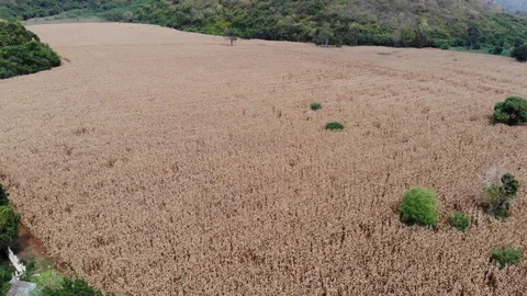Top view drone flying cornfield with mountains in the background 스톡 동영상 119430268