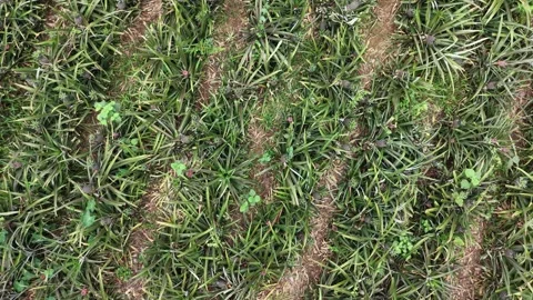 Top View Drone Footage of Pineapple Patch Stock Footage 335649582