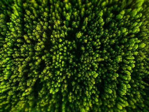 Top view from the drone to the forest Stock Photos
