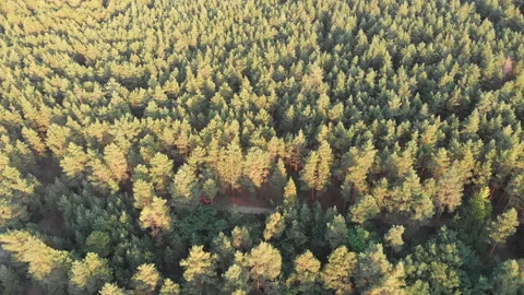 Top view from the drone to the Red Fire Truck Driving along the Road in a Pine Stock Footage 94313979