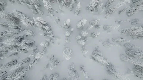 Top view drone shot of conifer trees covered in snow on bright day, Canada Stock Footage 121587405