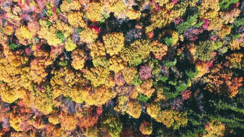 Top view drone shot over Mount Sutton with red maple trees in autumn Stock Footage 318548390