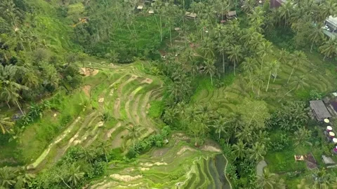 Top view drone shot on the rice terraces of the tegallalang in the center of 스톡 동영상 230078219